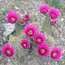 Flowering cactus