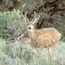 Two deer