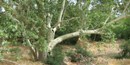 MOCA Arizona Sycamore 2