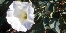 Datura Flower