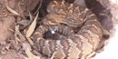 Western Diamondback