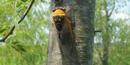 Cicada on Tree