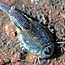 Tadpole Shrimp