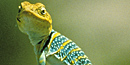 Collored Lizard