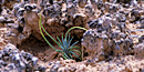 Seedling in Biological Soil Crust