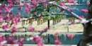 The empty chairs seen through a redbud tree