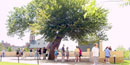 Visitors under the Survivor Tree