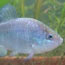  photo of Quitobaquito Pupfish