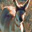 Sonoran Pronghorn photo Sonoran Pronghorn photo