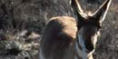 Endangered Sonoran Pronghorn
