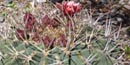 A photo of a barrel cactus with flowers