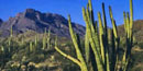 Organ Pipe Cactus