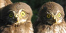 Ferruginous Pygmy Owls
