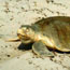 Reporting Nesting or Stranded Sea Turtles
