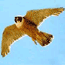 Female peregrine in flight