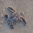 Hatchling Kemp's ridley