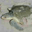 Kemp's ridley sea turtle