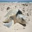 Nesting Kemp's ridley