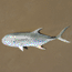 Link to Texas Parks and Wildlife fish page