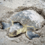 Nesting Kemp's ridley