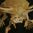 aetosaur skeleton