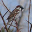 sparrow