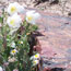 flowers and petrified wood
