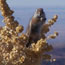 antelope ground squirrel