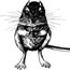 kangaroo rat drawing