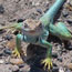 collared lizard