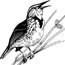meadowlark drawing