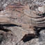 petrified wood