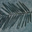 leaf fossil