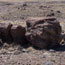 petrified wood