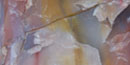 closeup of colorful agatized petrified wood