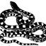 snake drawing