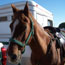 horse
