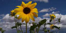 sunflowers