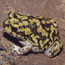 immature toad