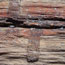 insect burrows in petrified wood
