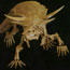 aetosaur skeleton