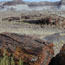 petrified wood at Long Logs