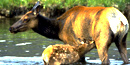 a photo of a cow and calf elk