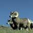 Photo Bighorn Sheep