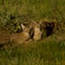 Photo two coyotes in a meadow Photo two coyotes in a meadow