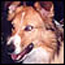 a photo of a a dog