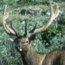 Elk