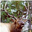 Elk