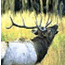 Elk