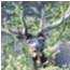 Elk